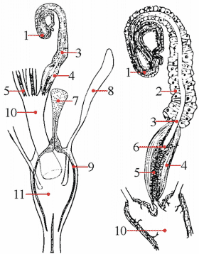 Fig. 5: female genitalia, spermatheca