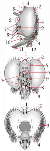 Fig. 1: chaetotaxy, head