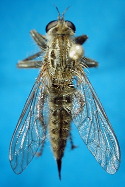 dorsal view