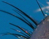detail