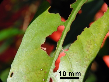 leaf, distance 80mm