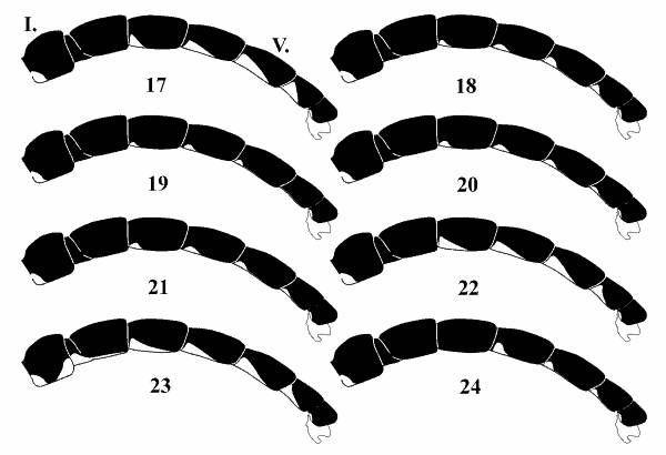 Tomentum on tergites