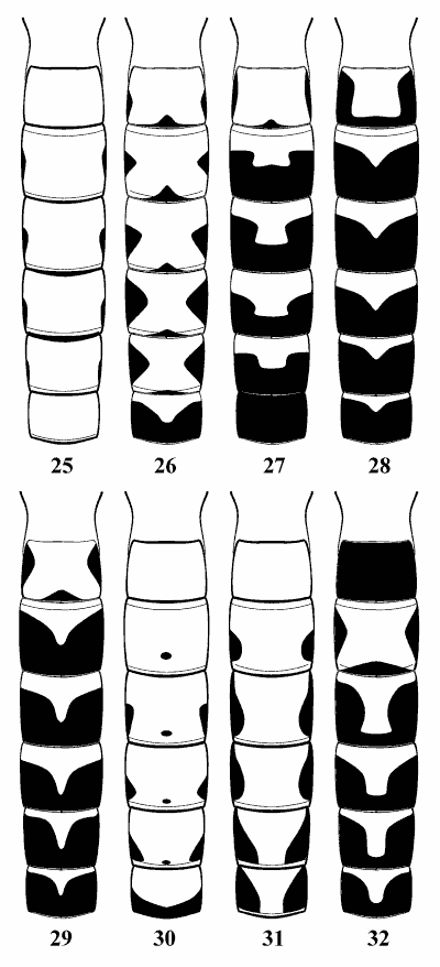 Tomentum on tergites