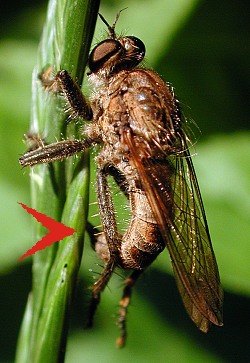 Machimus rusticus, oviposition in vegetation. © Geller-Grimm