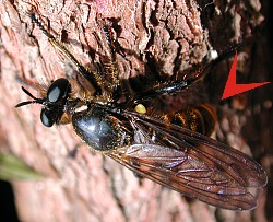 Choerades marginata, oviposition on vegetation. © Geller-Grimm