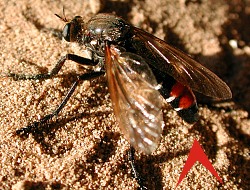 Dasypogon diadema, oviposition in sand. © Geller-Grimm