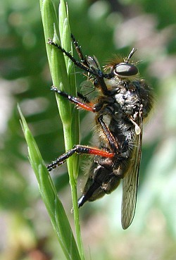 Leptarthrus brevirostris, female. © Geller-Grimm