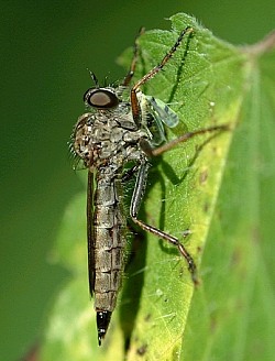 Tolmerus atricapillus, female. © Geller-Grimm