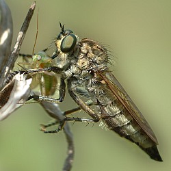 Dysmachus trigonus, female. © Geller-Grimm