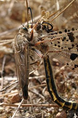 Stenopogon spec. © Mike Taylor