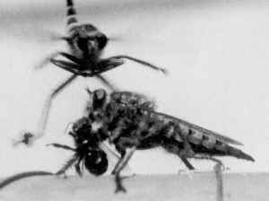 Promachus latitarsatus