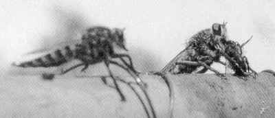 Promachus latitarsatus