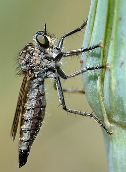 Dysmachus trigonus, female. © Geller-Grimm