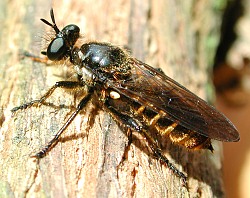 Choerades marginata, female