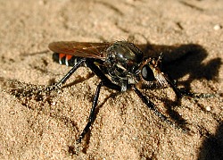 Dasypogon diadema, female. © Geller-Grimm