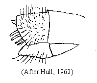 Fig. 11