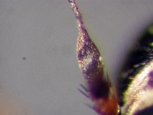 Abb. 8: L. cylindrica