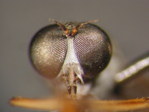 Abb. 4: L. guttiventris