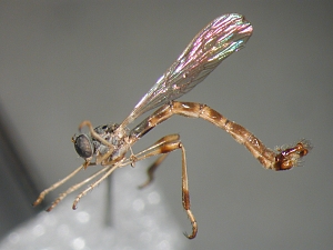 L. subtilis - Männchen - lateral