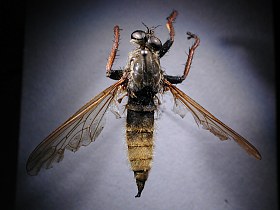 Asilella londti, female - dorsal view