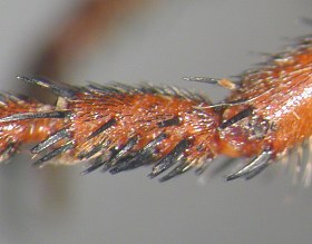 Asilella londti, female, - metatarsus - front leg