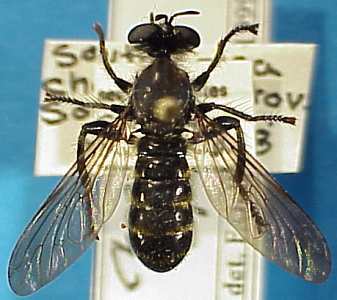 Choerades species (1), female - dorsal view