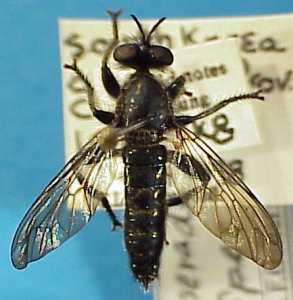 Choerades species (1), male - dorsal view