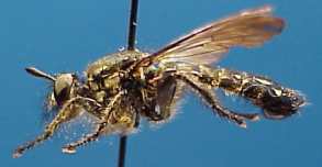 Choerades species (1), male, - lateral view