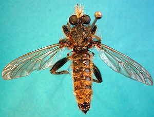 Choerades species (2), male - dorsal view