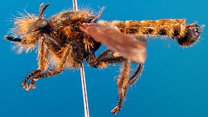 Choerades species (2), male - lateral view