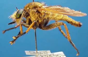 Cophinopoda oldroydi, male, - lateral view