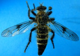 Cyrtopogon species (1), female - dorsal view