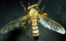 Damalis species (1), female - dorsal view