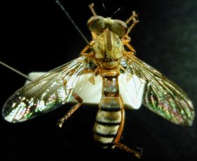 Damalis species (1), male - dorsal view