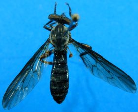 Damalis species (2), female - dorsal view