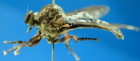 Damalis species (2), female - lateral view