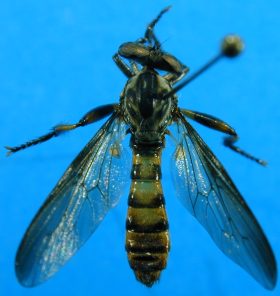 Damalis species (2), male - dorsal view