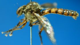 Damalis species (2), male, - lateral view