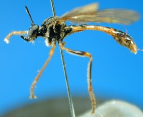 Dioctria species (1), female - lateral view