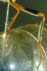 Dioctria species (1), female - hind leg