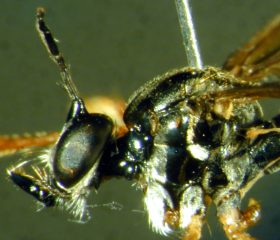 Dioctria species (1), female, - lateral view