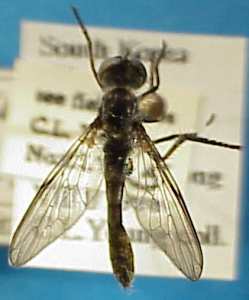 Emphysomera jonesi, male - dorsal view