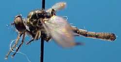 Emphysomera jonesi, female - dorsal view