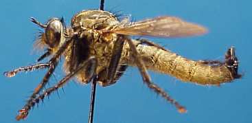 Eutolmus koreanus, male, - lateral view