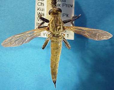 Eutolmus brevistylus, female - dorsal view