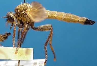 Eutolmus brevistylus, female - lateral view