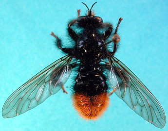 Laphria cf. mitsukurii, female - dorsal view