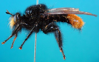 Laphria cf. mitsukurii, female - lateral view