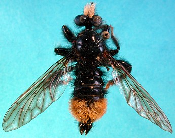 Laphria cf. mitsukurii, male - dorsal view