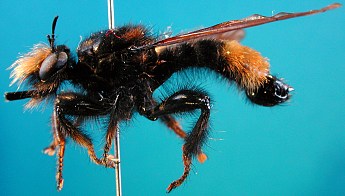 Laphria cf. mitsukurii, male, - lateral view